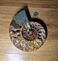 Ammonit – Zeitspirale der Urerde /Madagaskar