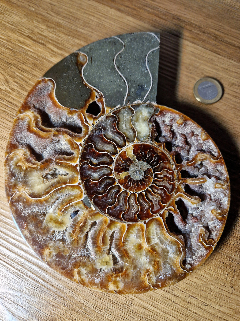 Ammonit – Zeitspirale der Urerde /Madagaskar