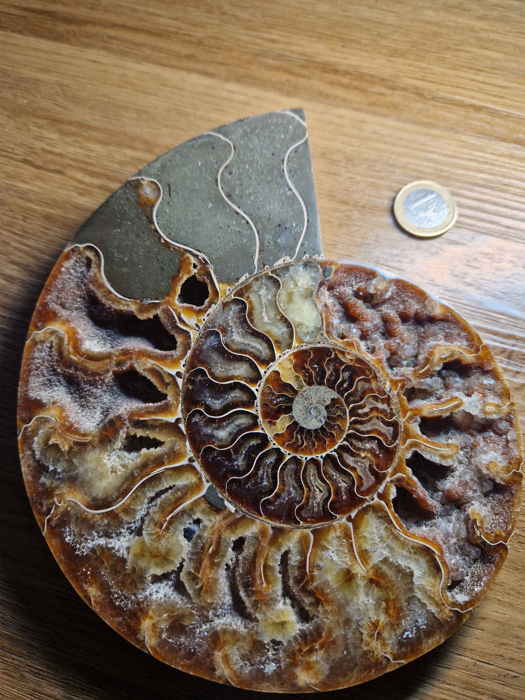 Ammonit – Zeitspirale der Urerde /Madagaskar