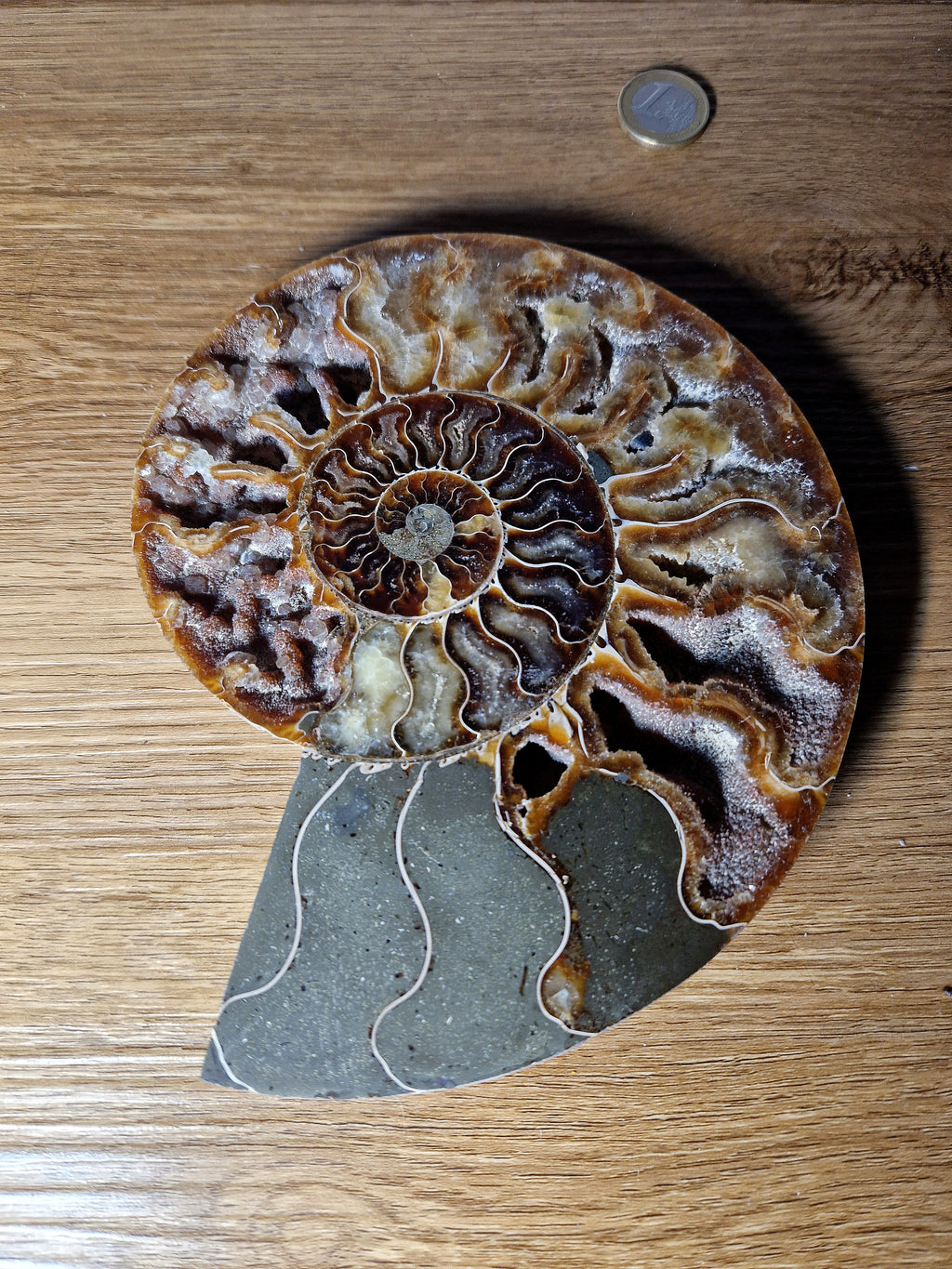 Ammonit – Zeitspirale der Urerde /Madagaskar