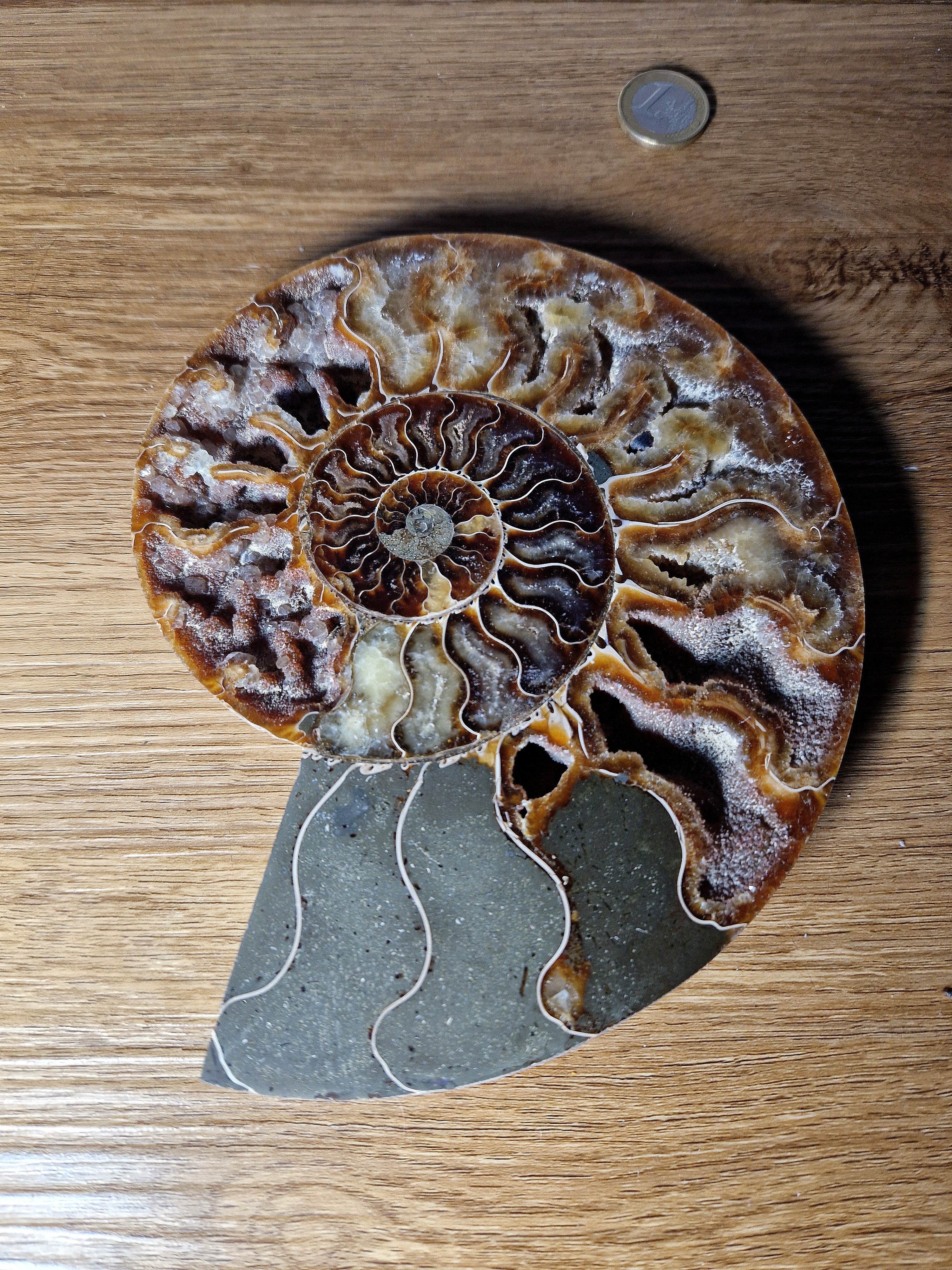 Ammonit – Zeitspirale der Urerde /Madagaskar
