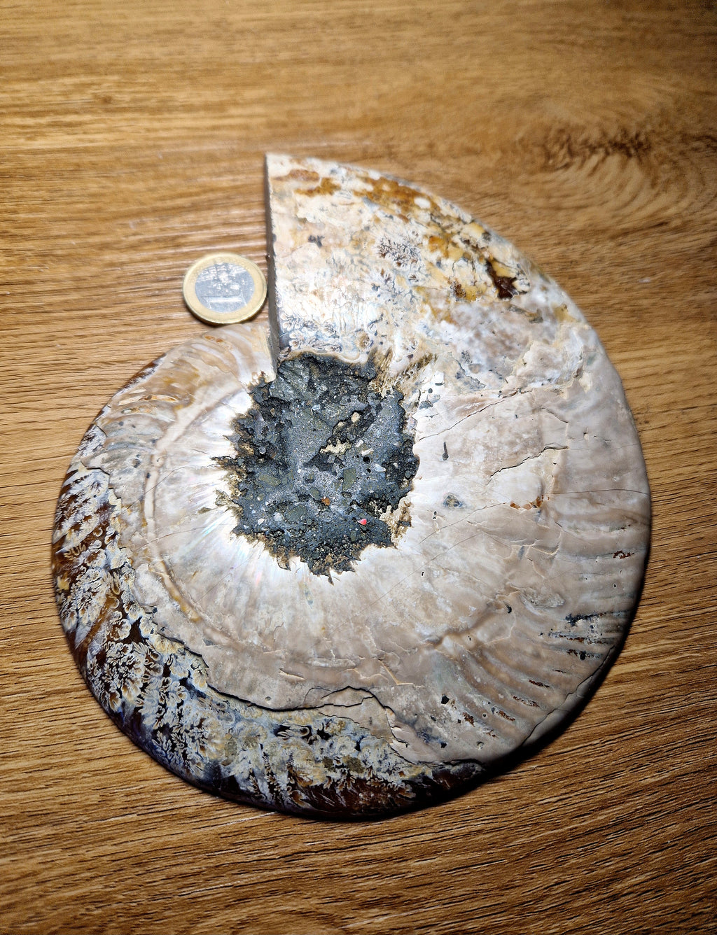 Ammonit – Zeitspirale der Urerde /Madagaskar
