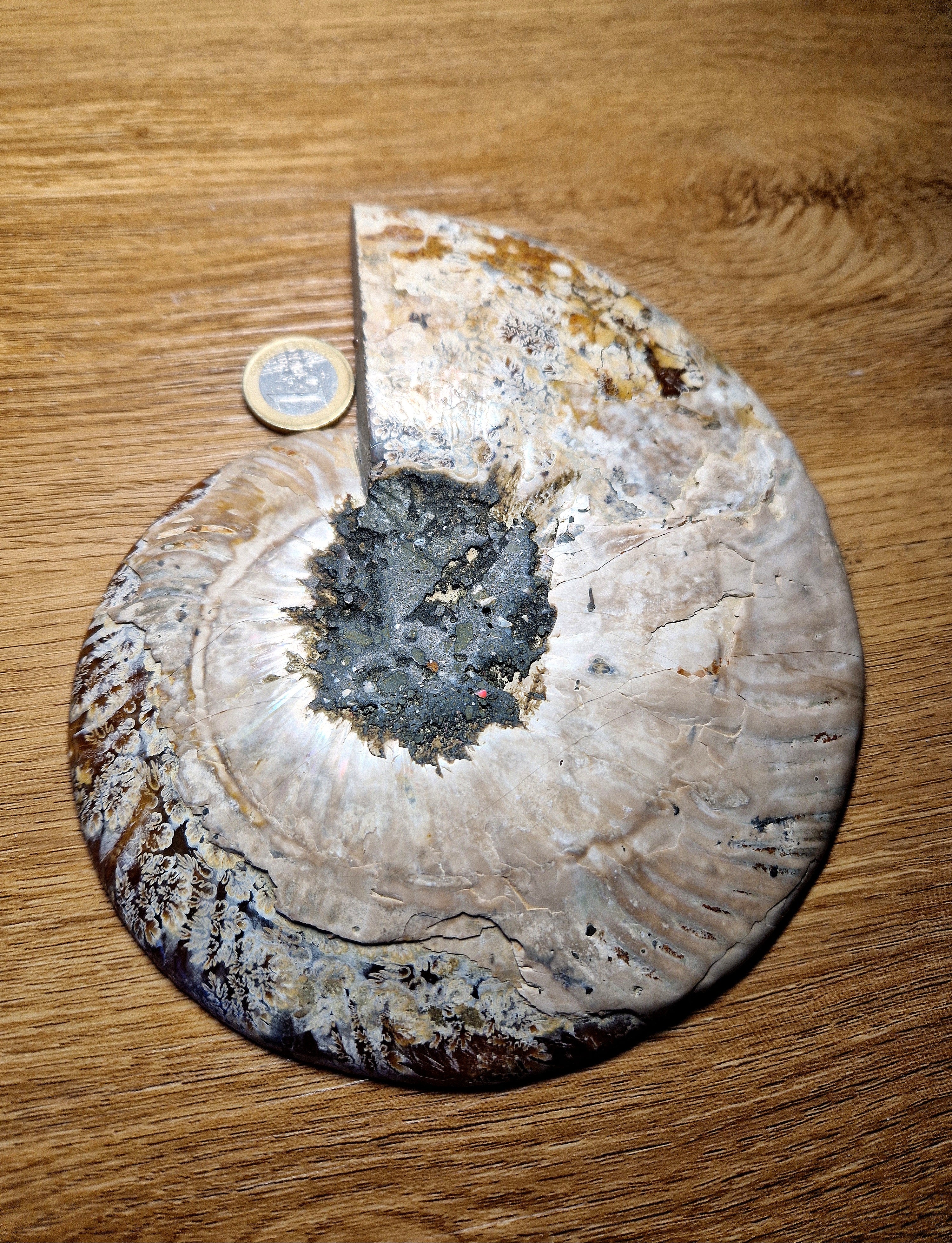 Ammonit – Zeitspirale der Urerde /Madagaskar