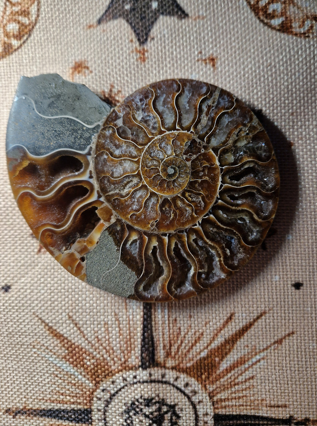 Ammonit Fossil – poliert & teilkristallisiert Madagaskar ca. 200 g