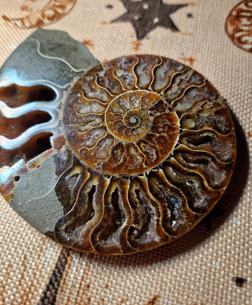 Ammonit Fossil – poliert & teilkristallisiert Madagaskar ca. 200 g