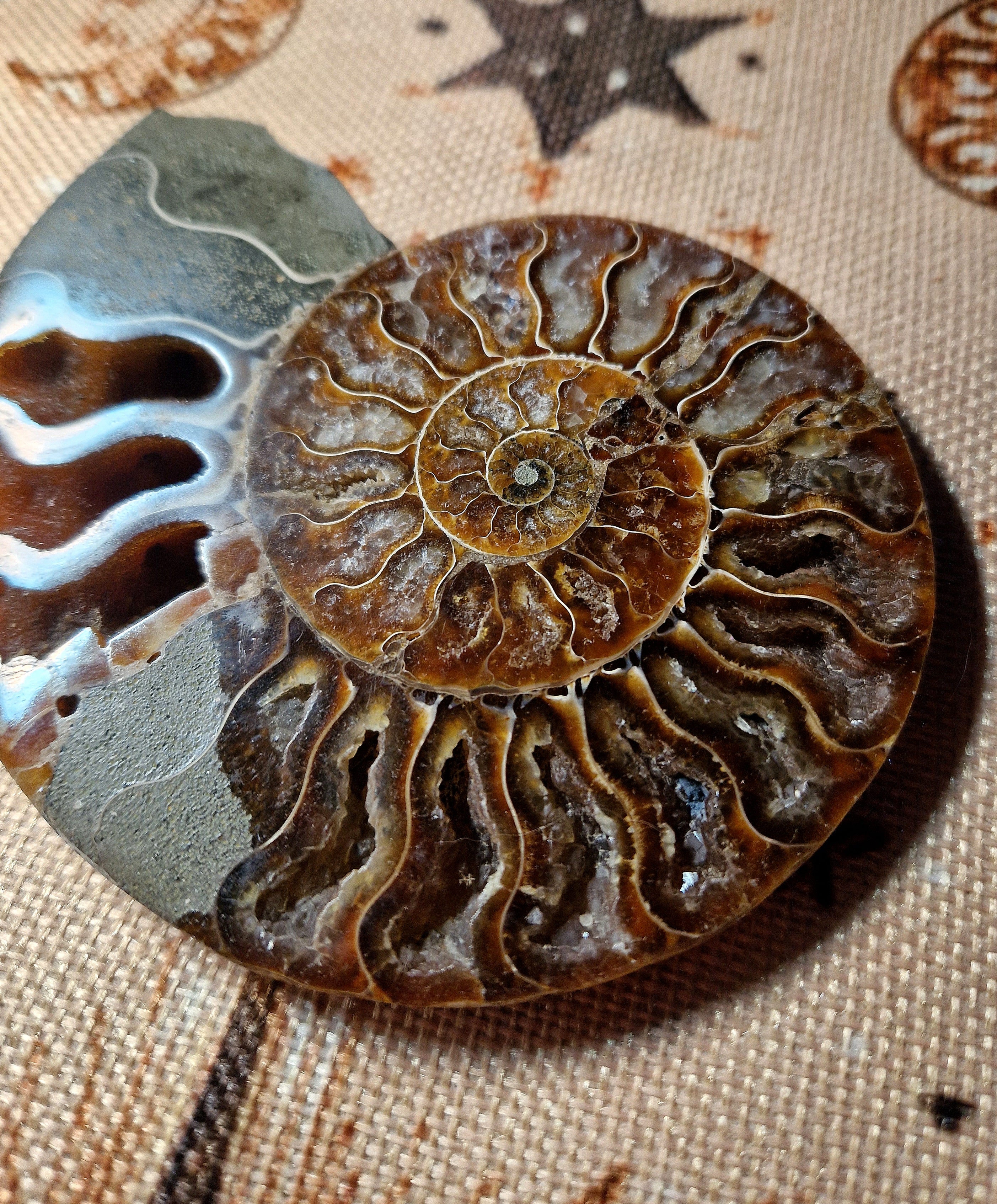 Ammonit Fossil – poliert & teilkristallisiert Madagaskar ca. 200 g