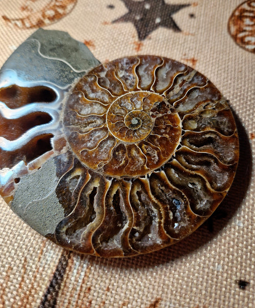 Ammonit Fossil – poliert & teilkristallisiert Madagaskar ca. 200 g