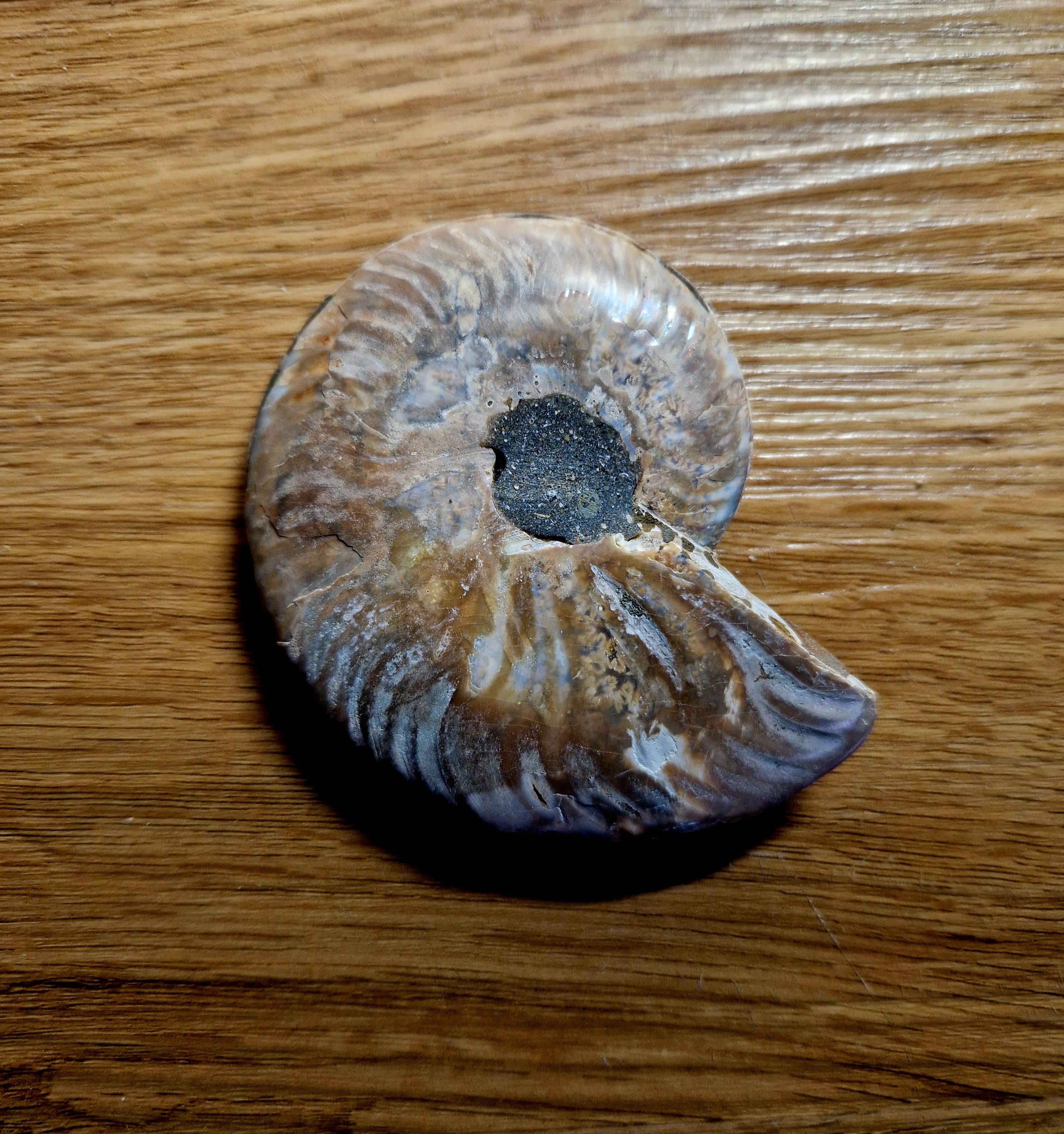 Natürliches Ammoniten Paar – poliert – goldene Kristallkammern – einzigartiges Fossil Madagaskar