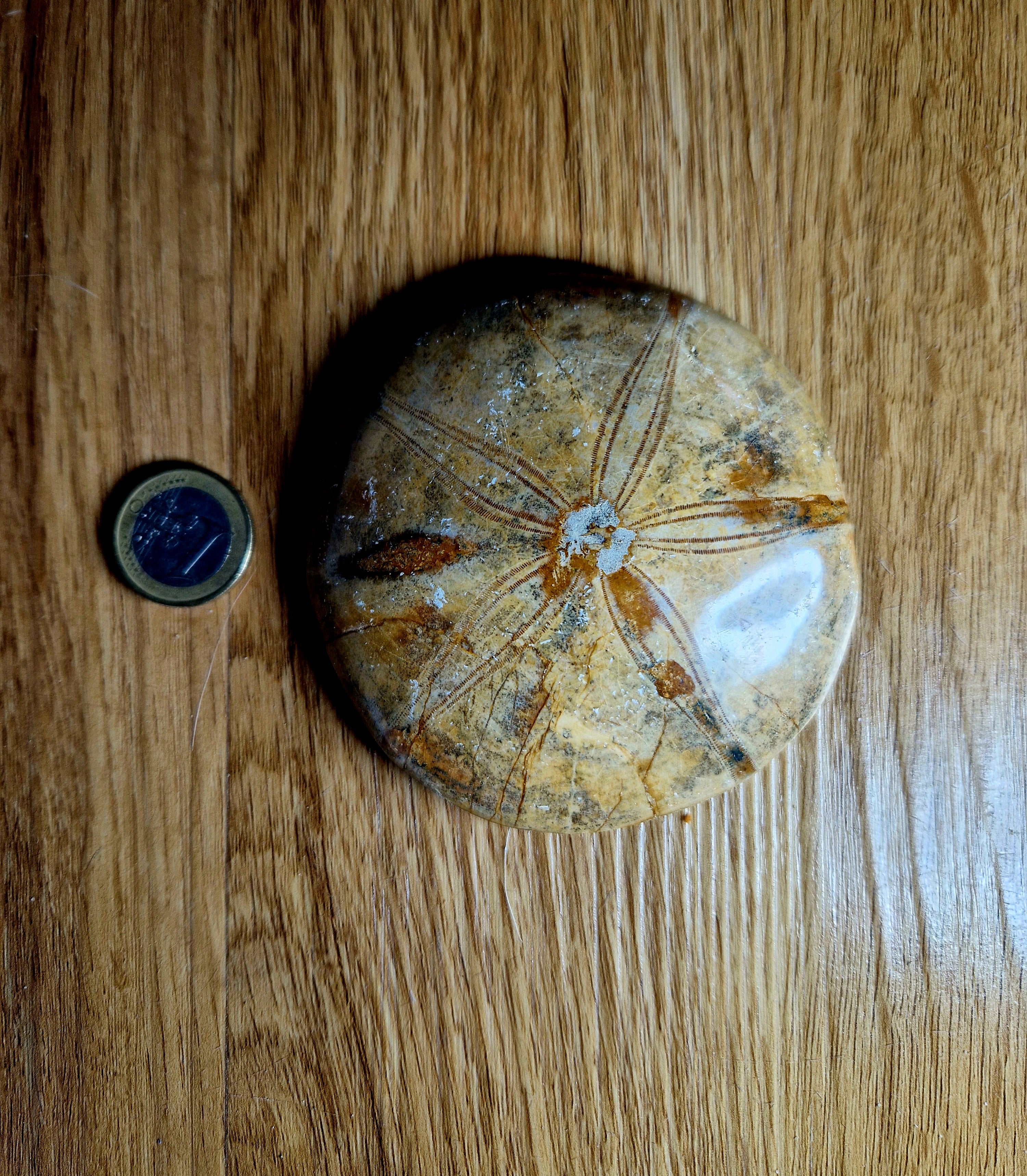 Fossiler Sand Dollar / Seeigel – poliertes Naturfossil – 8,5 cm – Premium Einzelstück