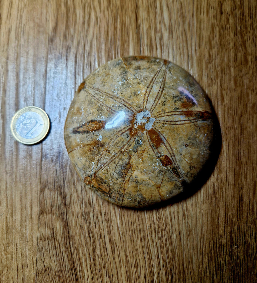 Fossiler Sand Dollar / Seeigel – poliertes Naturfossil – 8,5 cm – Premium Einzelstück