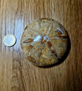 Fossiler Sand Dollar / Seeigel – poliertes Naturfossil – 8,5 cm – Premium Einzelstück