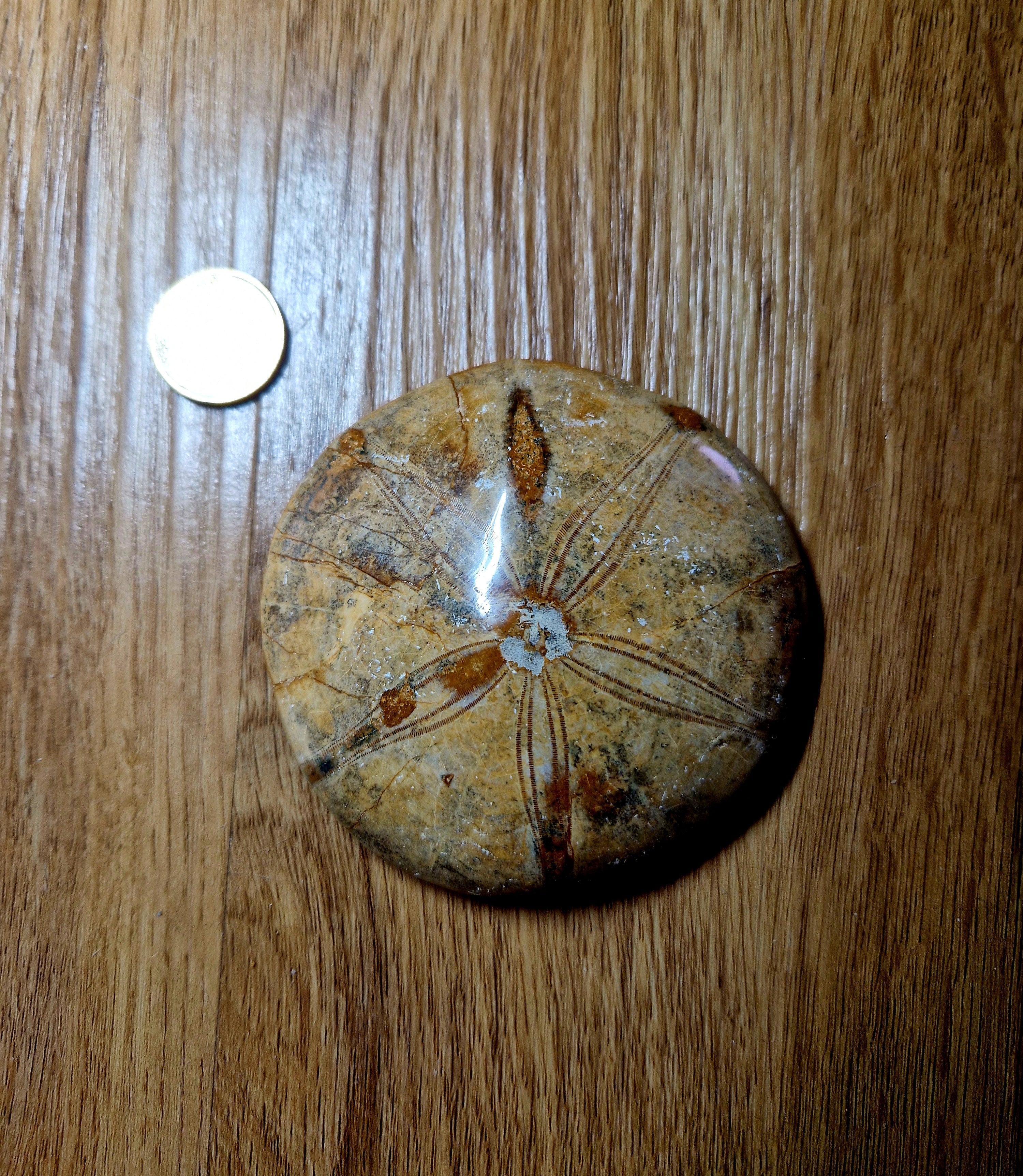 Fossiler Sand Dollar / Seeigel – poliertes Naturfossil – 8,5 cm – Premium Einzelstück