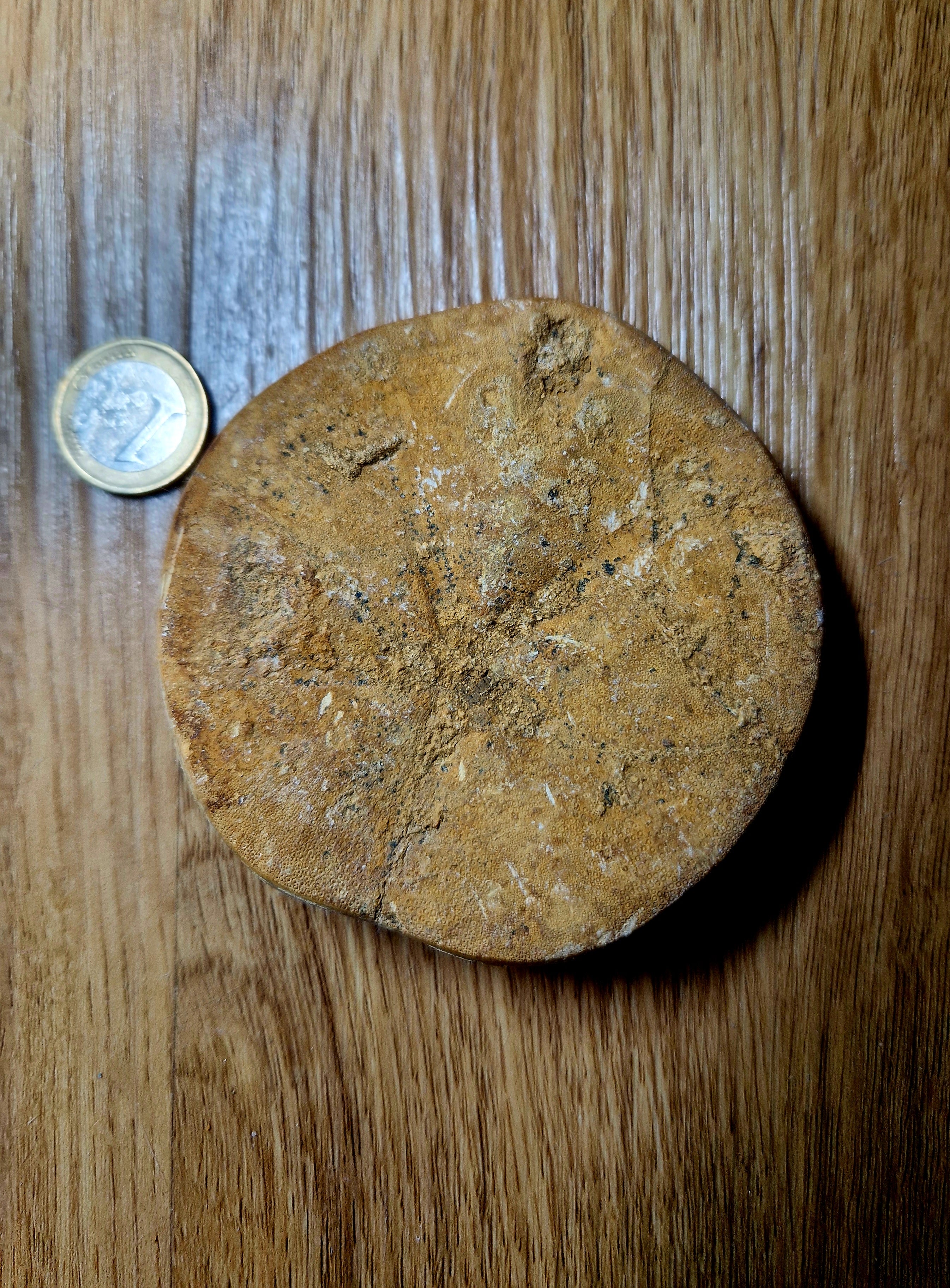 Fossiler Sand Dollar / Seeigel – poliertes Naturfossil – 8,5 cm – Premium Einzelstück
