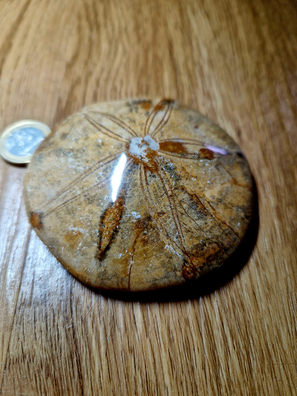 Fossiler Sand Dollar / Seeigel – poliertes Naturfossil – 8,5 cm – Premium Einzelstück