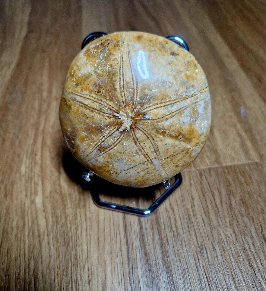 Fossiler Sand Dollar / Seeigel – poliertes Naturfossil – 8,5 cm – Premium Einzelstück