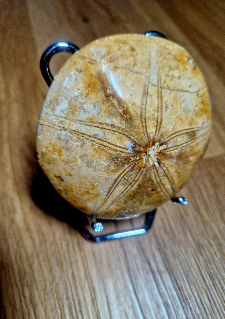 Fossiler Sand Dollar / Seeigel – poliertes Naturfossil – 8,5 cm – Premium Einzelstück