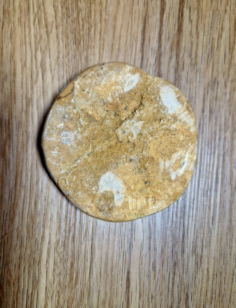 Fossiler Sand Dollar / Seeigel – poliertes Naturfossil – 8,5 cm – Premium Einzelstück