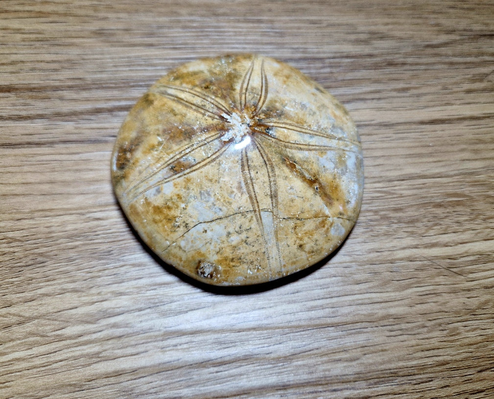 Fossiler Sand Dollar / Seeigel – poliertes Naturfossil – 8,5 cm – Premium Einzelstück