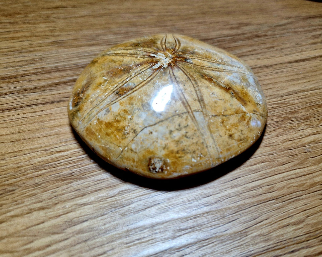 Fossiler Sand Dollar / Seeigel – poliertes Naturfossil – 8,5 cm – Premium Einzelstück