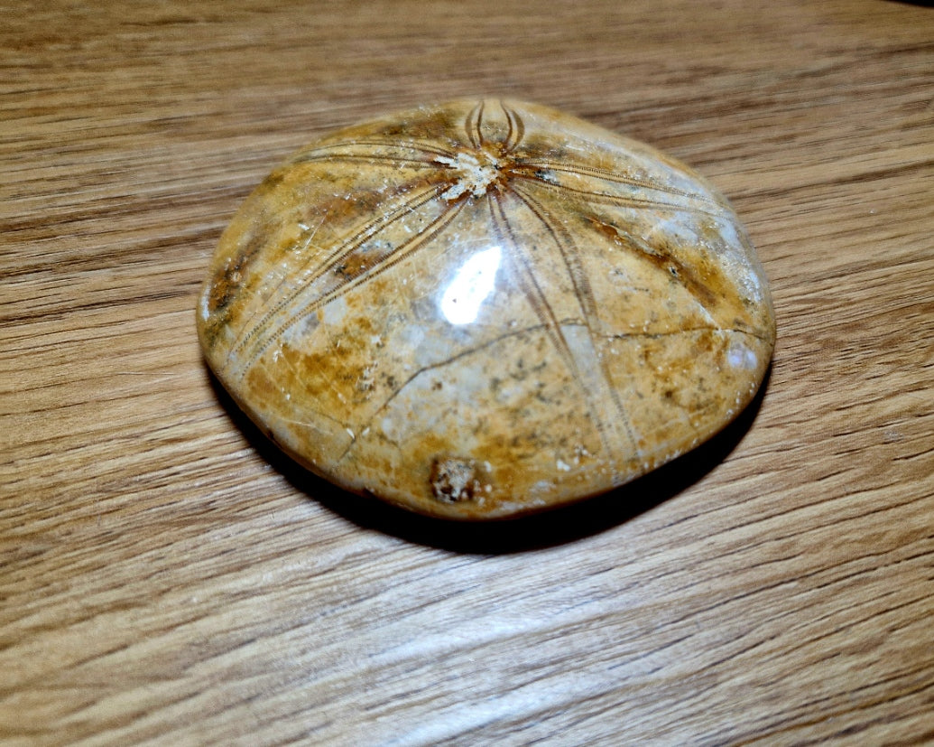 Fossiler Sand Dollar / Seeigel – poliertes Naturfossil – 8,5 cm – Premium Einzelstück