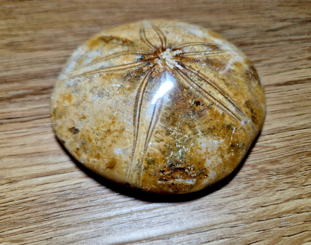 Fossiler Sand Dollar / Seeigel – poliertes Naturfossil – 8,5 cm – Premium Einzelstück
