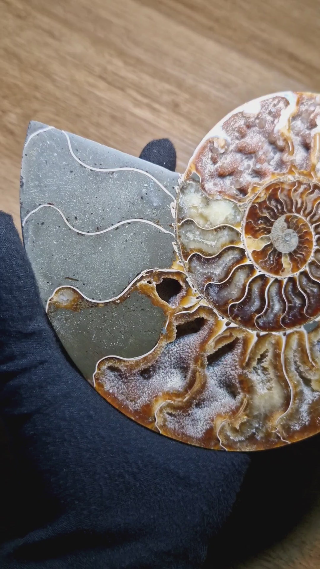 Ammonit – Zeitspirale der Urerde /Madagaskar